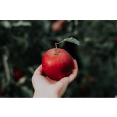 청송 꿀사과 5kg
